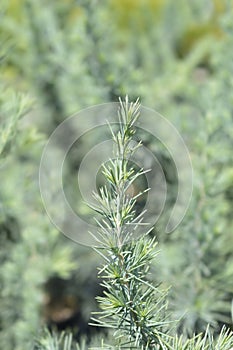 Deodar cedar Mr. Blue