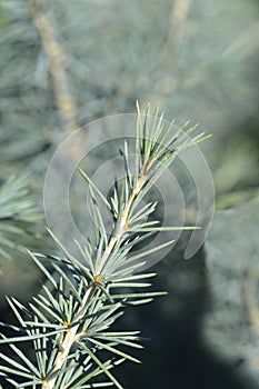 Deodar cedar Mr. Blue