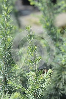 Deodar cedar Mr. Blue
