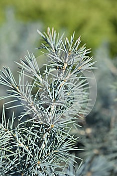 Deodar cedar Mr. Blue