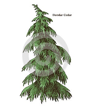 Deodar cedar tree hand drawn vector