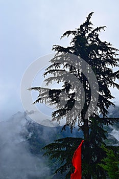 Deodar Tree, Joshimath, Uttarakhand, India photo