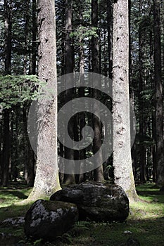 Deodara trees in magic light