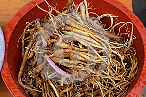 Deodeok root traditional Korean medicine