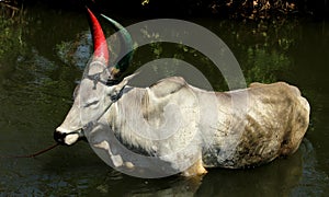 Deoni Cattle Indian Male cow is bathing.