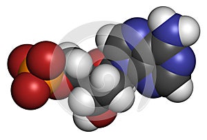 Deoxyadenosine monophosphate (dAMP) nucleotide molecule. DNA building block. Atoms are represented as spheres with conventional