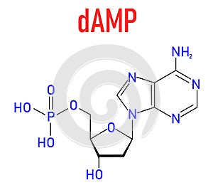 Deoxyadenosine monophosphate or dAMP nucleotide molecule. DNA building block. Skeletal formula.