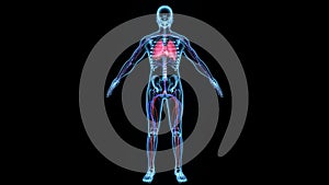 Deoxygenated Blood circulation in the body