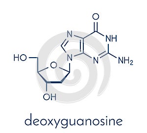 Deoxyguanosine dG nucleoside molecule. DNA building block. Skeletal formula.