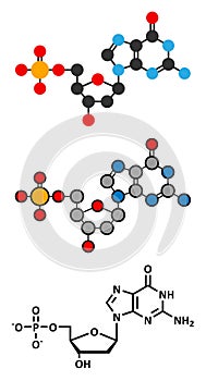 Deoxyguanosine monophosphate (dGMP) nucleotide molecule. DNA building block