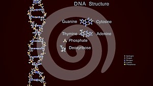3D Render DNA Structure photo
