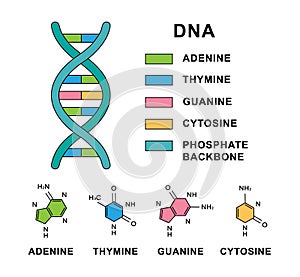 Deoxyribonucleic acid spiral with DNA nucleobases molecular formulas. DNA molecule with nucleobases structure - cytosine