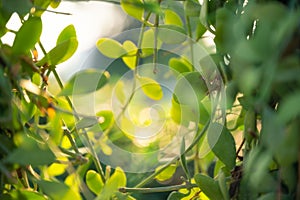 Dep Kradum green leaves with sunlight in garden photo