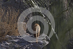 Departing coatamundi in Arizona symbolizes environmental species decline