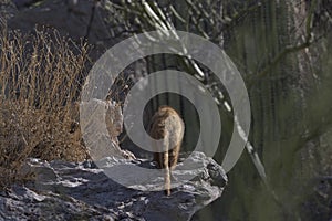 Departing coatamundi in Arizona symbolizes environmental species decline photo