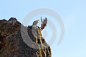 Departing griffon vulture on the rocks of Salto del Gitano, Spain photo