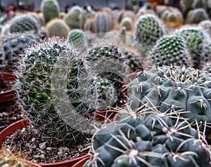 Department of cactus in a flower shop