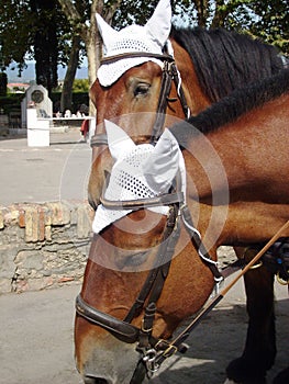 Depending on the carriage horses from greece