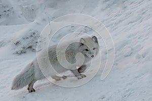 Depiction of northern foxes in the polar winter tundra