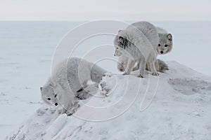 Depiction of northern foxes in the polar winter tundra