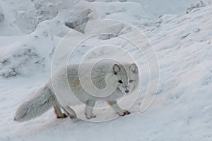 Depiction of northern foxes in the polar winter tundra