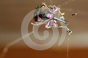 Deporaus betulae weevil