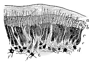 Deposition of Dentine, vintage illustration