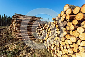 Depots for timber in the woods