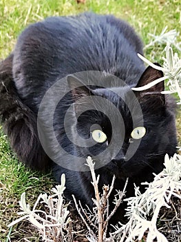 Black Siamese cat photo