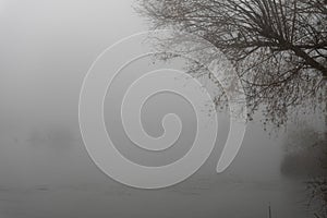 Depp foggy landscape with leafless winter trees silhouettes photo