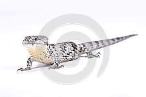 Deppe's Arboreal Alligator lizard (Abronia deppii) photo