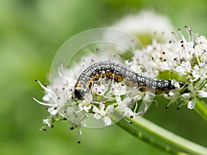 Depressaria daucella moth caterpillar larvae larva