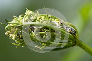 Depressaria daucella moth caterpillar in larval web