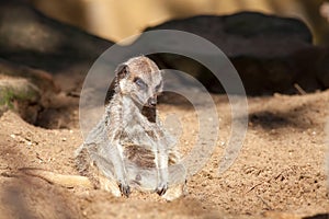 Depressed animal. Bad day at work for a tired meerkat. Funny cut