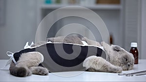 Depressed cat in bandage lying in vet clinic, recovery after surgical castration