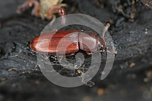 Depressed Flour Beetle - Palorus subdepressus is a species of beetle in the family Tenebrionidae, the darkling beetles photo