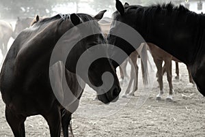 Deprimido caballos 