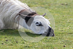 Depressed llama. Funny animal image of a sad looking lethargic l