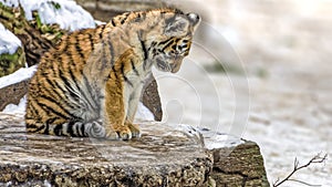Depressed or sad yet cute siberian tiger cub