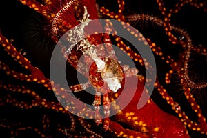 depressed spider crab on soft coral photo
