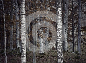 Depressing autumn forest