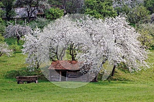 Animal shelter and cherry trees in banat,romania photo