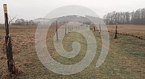 Depressive, ghostlike and foggy winters day in Czech countryside. A newly planted linden trees alley