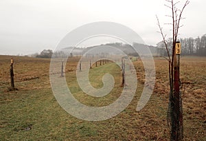 Depressive, ghostlike and foggy winters day in Czech countryside. A newly planted linden trees alley