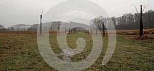 Depressive, ghostlike and foggy winters day in Czech countryside. A newly planted linden trees alley.