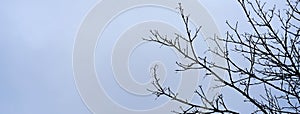 Depressive and melancholic banner with black branches