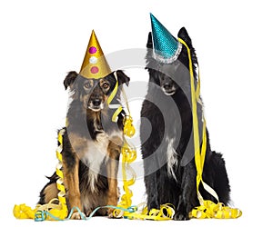 Depressives dogs wearing party hat and sitting in serpentine