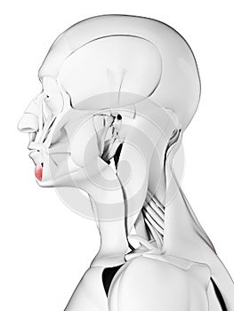 The depressor labii inferioris
