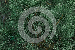 Depth of field shot, close up, green leafs on christmas tree branch. I