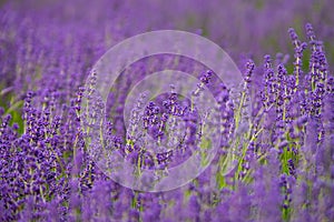 Depth of Lavender field